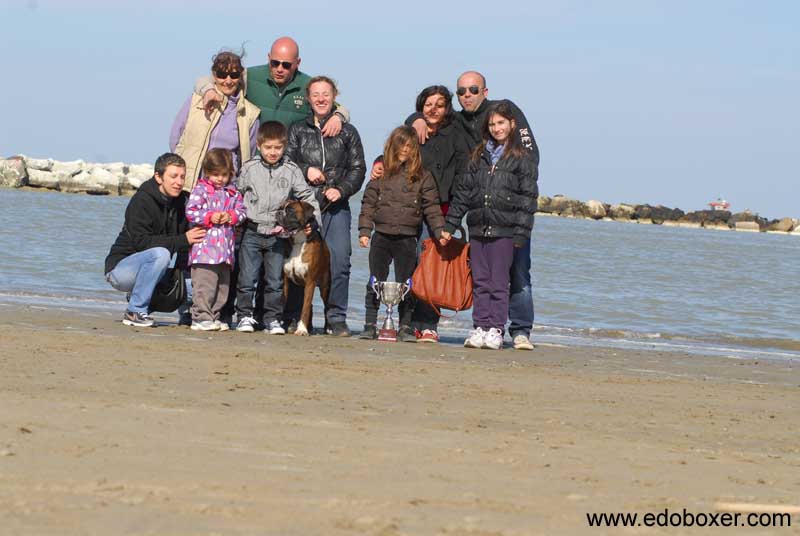 donpoldo_degli_scarronzoni_allevamento_cani_boxer_livorno