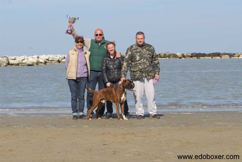donpoldo_degli_scarronzoni_allevamento_cani_boxer_livorno