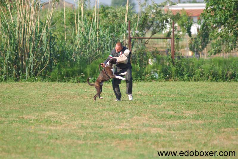boxer_degli_scarronzoni_allevamento_cani_livorno_toscana_italy