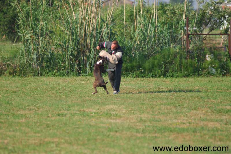 boxer_degli_scarronzoni_allevamento_cani_livorno_toscana_italy