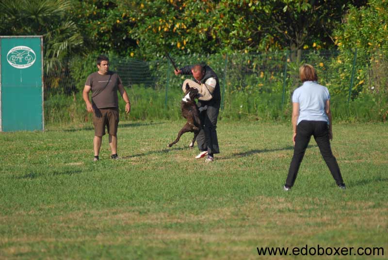 boxer_degli_scarronzoni_allevamento_cani_livorno_toscana_italy