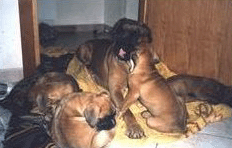 allevamento_cani_boxer_degli_scarronzoni_cuccioli_disponibili_livorno_toscana_italia