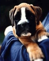 allevamento_cani_boxer_degli_scarronzoni_cuccioli_disponibili_livorno_toscana_italia