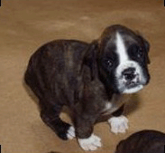 allevamento_cani_boxer_degli_scarronzoni_cuccioli_disponibili_livorno_toscana_italia