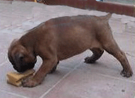 allevamento_cani_boxer_degli_scarronzoni_cuccioli_disponibili_livorno_toscana_italia