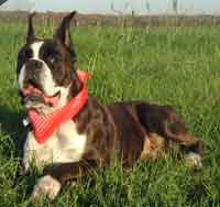 boxer_degli_scarronzoni_allevamento_cani_livorno_toscana_italy
