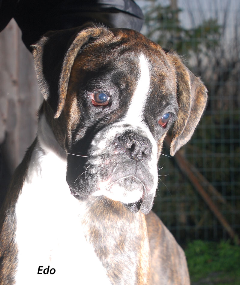 boxer_degli_scarronzoni_allevamento_cani_livorno_toscana_italy