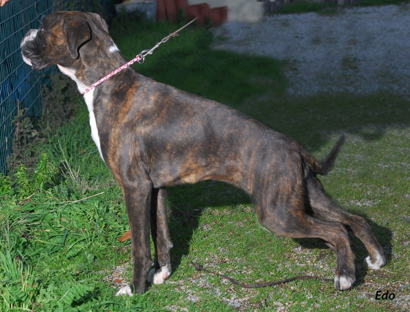 boxer_degli_scarronzoni_allevamento_cani_livorno_toscana_italy