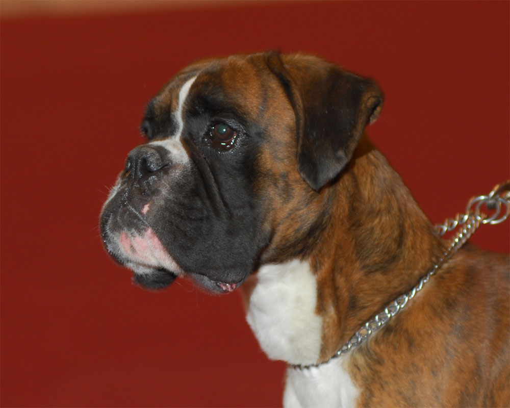 boxer_degli_scarronzoni_allevamento_cani_livorno_toscana_italy