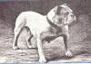 Bull Dog