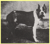 Flocki, il 1° boxer