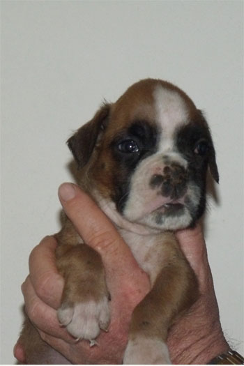 femmina_fulva_cucciolo_boxer_allevamento_f