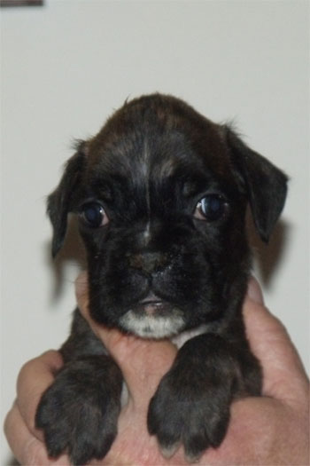 femmina_tigrata_cucciolo_allevamento_degli_scarronzoni_boxer_livorno