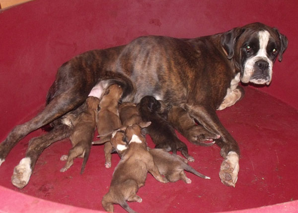 wonderwoman_degli_scarronzoni_x_etienne_cuccioli_cani_boxer_allevamento_nati_19_diccembre_2011