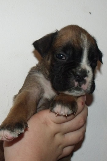 cucciolo_boxer_femmina_fulva_allevamento_degli_scarronzoni_zora_x_haramis_6.10.2011