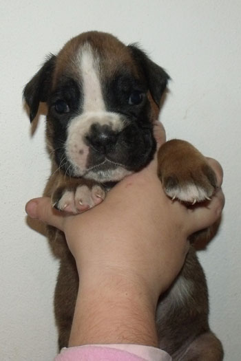 cucciolo_boxer_maschio_fulvo_allevamento_degli_scarronzoni_zora_x_haramis_6.10.2011