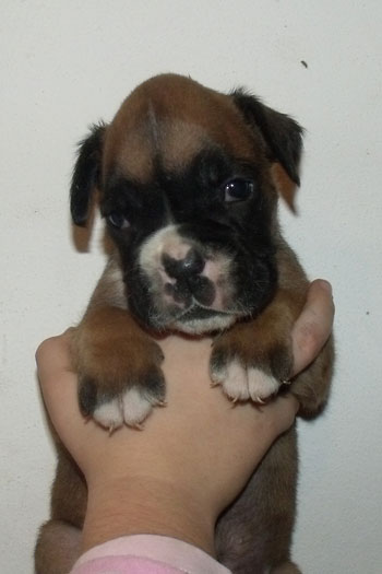 cucciolo_boxer_maschio_fulvo_allevamento_degli_scarronzoni_zora_x_haramis_6.10.2011