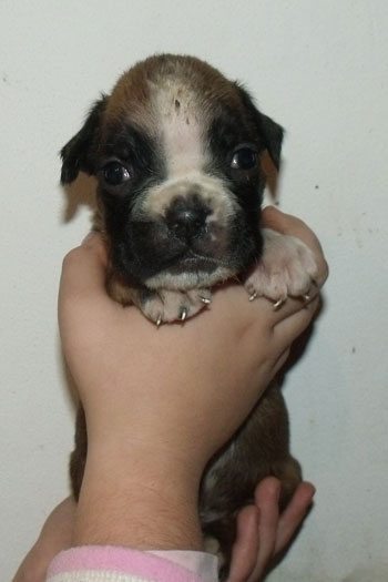 cucciolo_boxer_maschio_fulvo_allevamento_degli_scarronzoni_zora_x_haramis_6.10.2011
