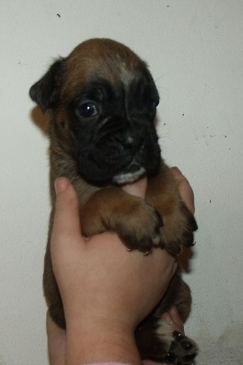 cucciolo_boxer_maschio_fulvo_allevamento_degli_scarronzoni_zora_x_haramis_6.10.2011
