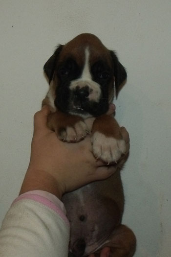 cucciolo_boxer_maschio_fulvo_allevamento_degli_scarronzoni_zora_x_haramis_6.10.2011