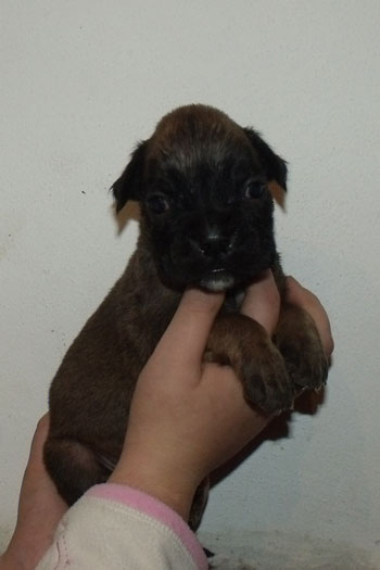 cucciolo_boxer_femmina_fulva_allevamento_degli_scarronzoni_zora_x_haramis_6.10.2011