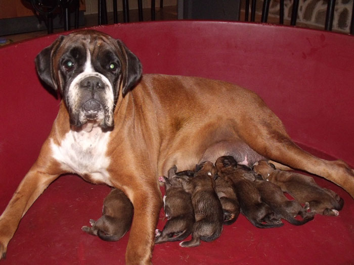 zora_degli_scarronzoni_x_haramis_cuccioli_boxer_fulvi_allevamento_nati_6.10.2011