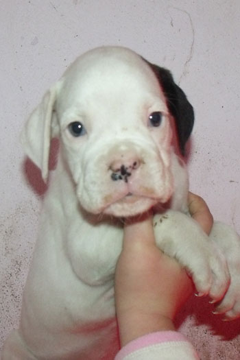 cucciolo_boxer_maschio_bianco_allevamento_degli_scarronzoni_weiss_degli_scrovegni_x_rushdettomodi'_22.09.2011