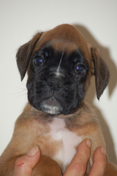 femmina_fulva_cucciolo_cane_boxer_allevamen4to