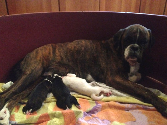 alizee_degli_scarronzoni_cuccioli_donpoldo_degli_scarronzoni_allevamento_cani_boxer_livorno