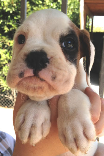 cucciolo_cane_boxer_allevamento_degli_scarronzoni_livorno_fulvo_tigrato