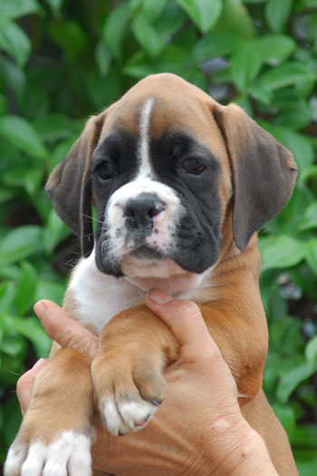 cucciolo_cane_boxer_fulvo_tigrato_allevamento_degli_scarronzoni_livorno_toscana_Italy