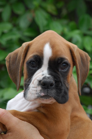 cucciolo_cane_boxer_fulvo_tigrato_allevamento_degli_scarronzoni_livorno_toscana_Italy