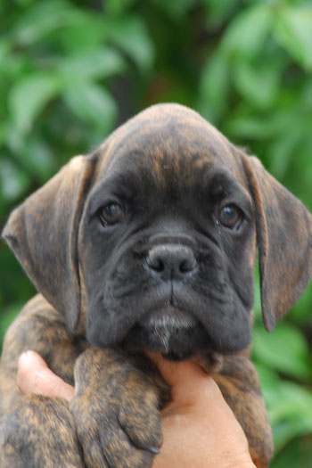 cucciolo_cane_boxer_fulvo_tigrato_allevamento_degli_scarronzoni_livorno_toscana_Italy