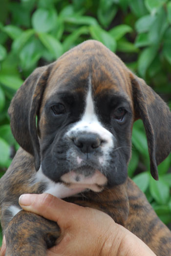 cucciolo_cane_boxer_fulvo_tigrato_allevamento_degli_scarronzoni_livorno_toscana_Italy