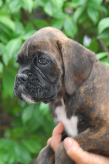 cucciolo_cane_boxer_fulvo_tigrato_allevamento_degli_scarronzoni_livorno_toscana_Italy