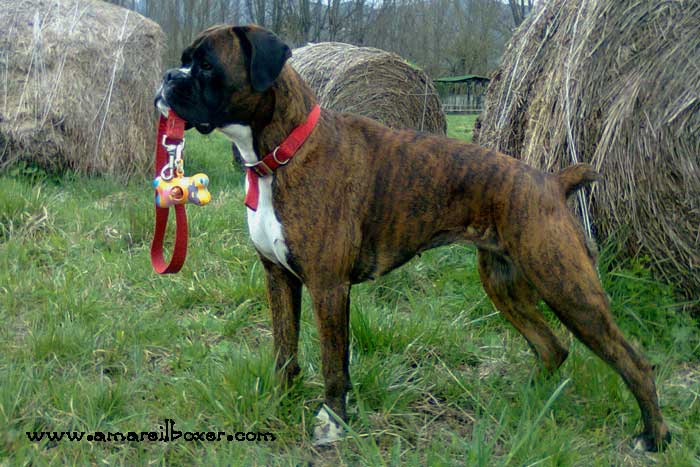 danka_degli_scarronzoni_allevamento_cani_boxer_livorno