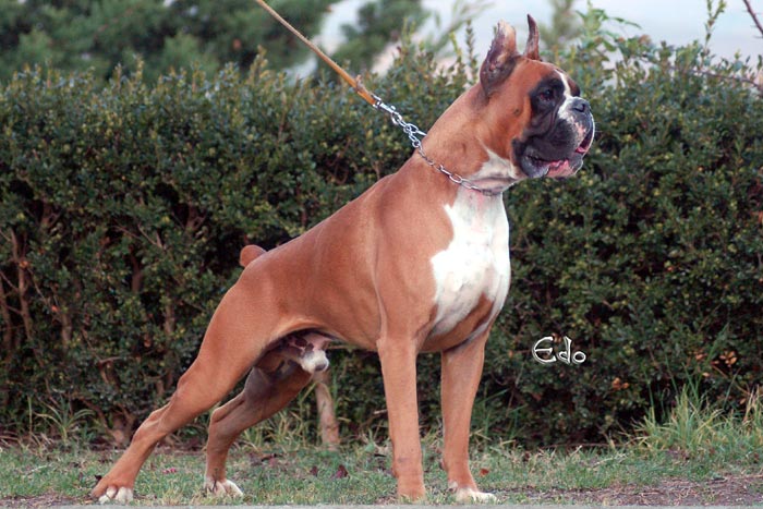 pedro_degli_scarronzoni_allevamento_cani_boxer_livorno_campione_italiano_enci