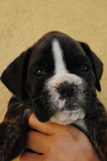 cucciolo_cane_boxer_allevamento_degli_scarronzoni_livorno_fulvo_tigrato
