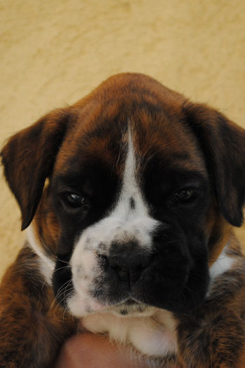 cucciolo_cane_boxer_allevamento_degli_scarronzoni_livorno_fulvo_tigrato