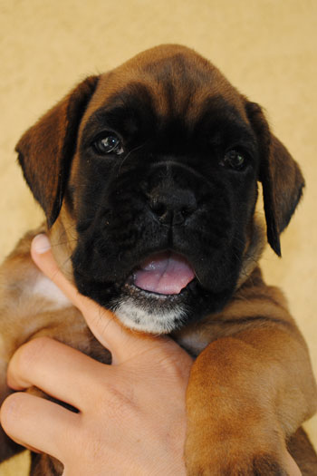 cucciolo_cane_boxer_allevamento_degli_scarronzoni_livorno_fulvo_tigrato