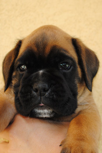 cucciolo_cane_boxer_allevamento_degli_scarronzoni_livorno_fulvo_tigrato