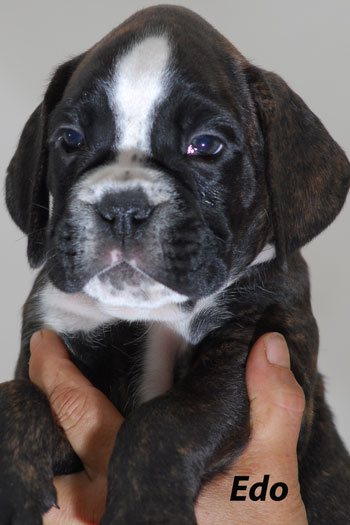 cucciolo_cane_boxer_allevamento_degli_scarronzoni_livorno_toscana_italy