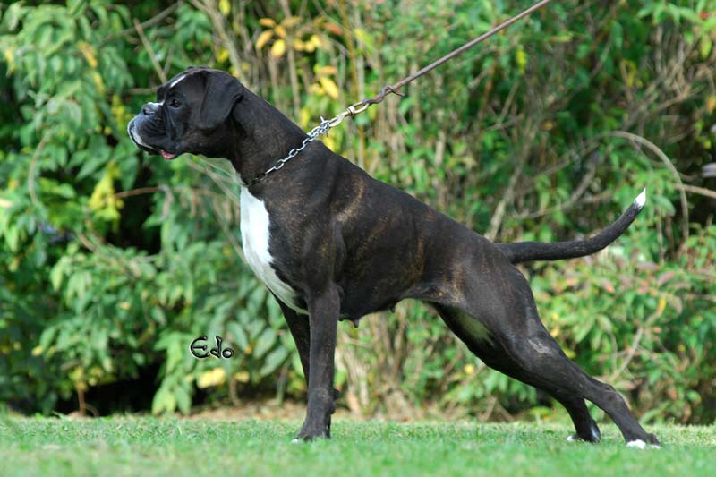 lady_degli_scarronzoni_allevamento_cani_boxer_livorno