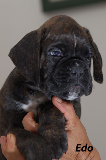 cucciolo_cane_boxer_allevamento_degli_scarronzoni_livorno_toscana_italy