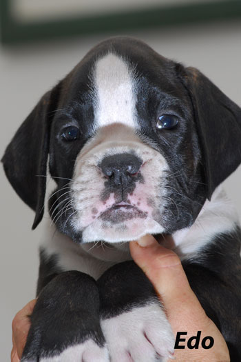 cucciolo_cane_boxer_allevamento_degli_scarronzoni_livorno_toscana_italy