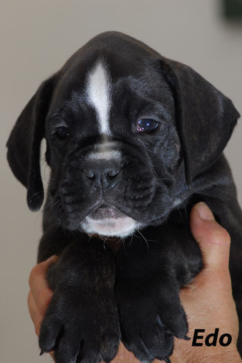 cucciolo_cane_boxer_allevamento_degli_scarronzoni_livorno_toscana_italy