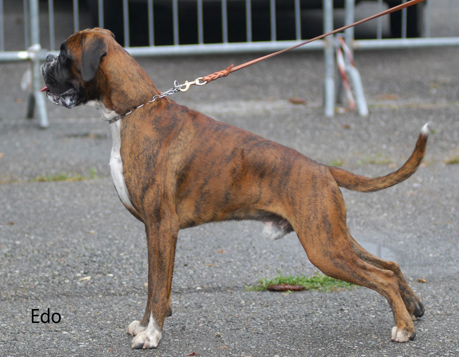 donpoldo_degli_scarronzoni_allevamento_cani_boxer_livorno