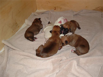 cuccioli_allevamento_boxer_degli_scarronzoni