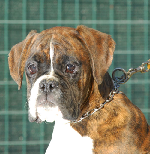 alizee_degli_scarronzoni_allevamento_cani_boxer_livorno